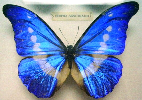 Butterfly_Morpho_Anaxibia_(M)_KL